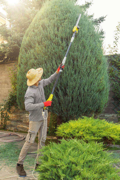 Best Palm Tree Trimming  in Bonita Springs, FL